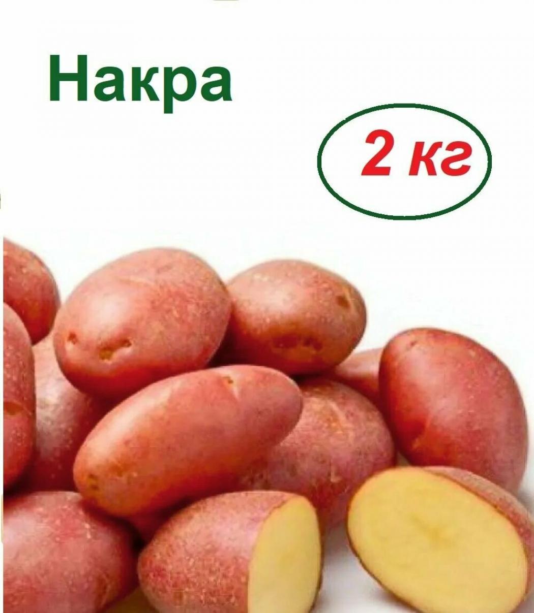 Картофель Накра
