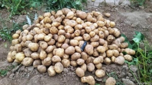 Картофель Наташа