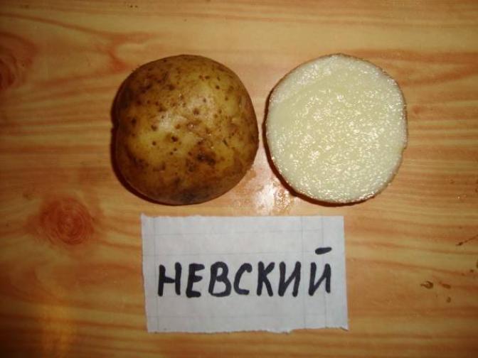Картофель Невский 2