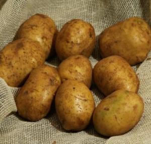Картофель Никита