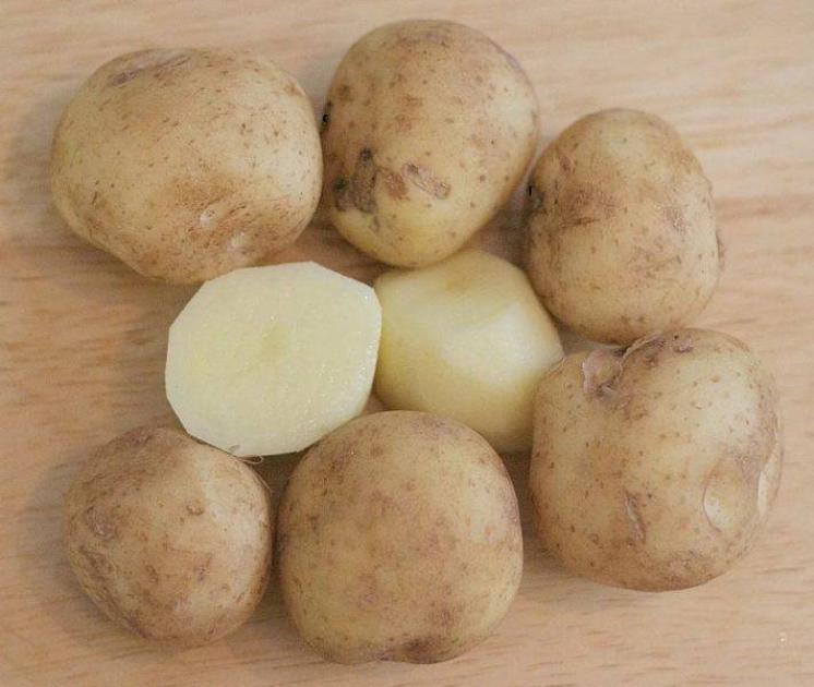 Картофель Никсе 2