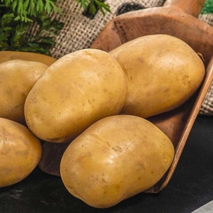 Картофель Отолия