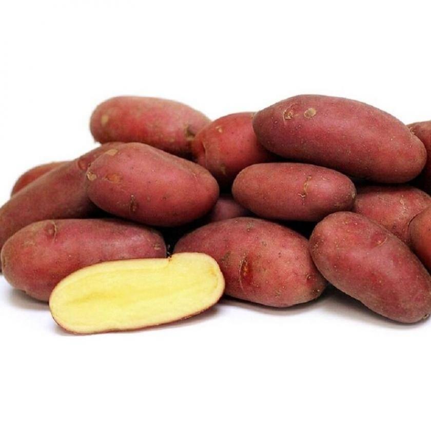 Картофель Палац