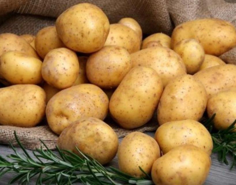 Картофель Пушкинец