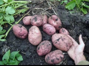 Картофель Родрига