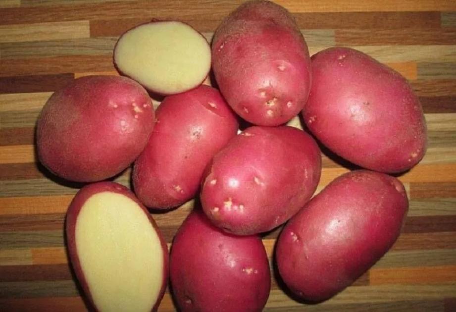 Картофель Роко 2