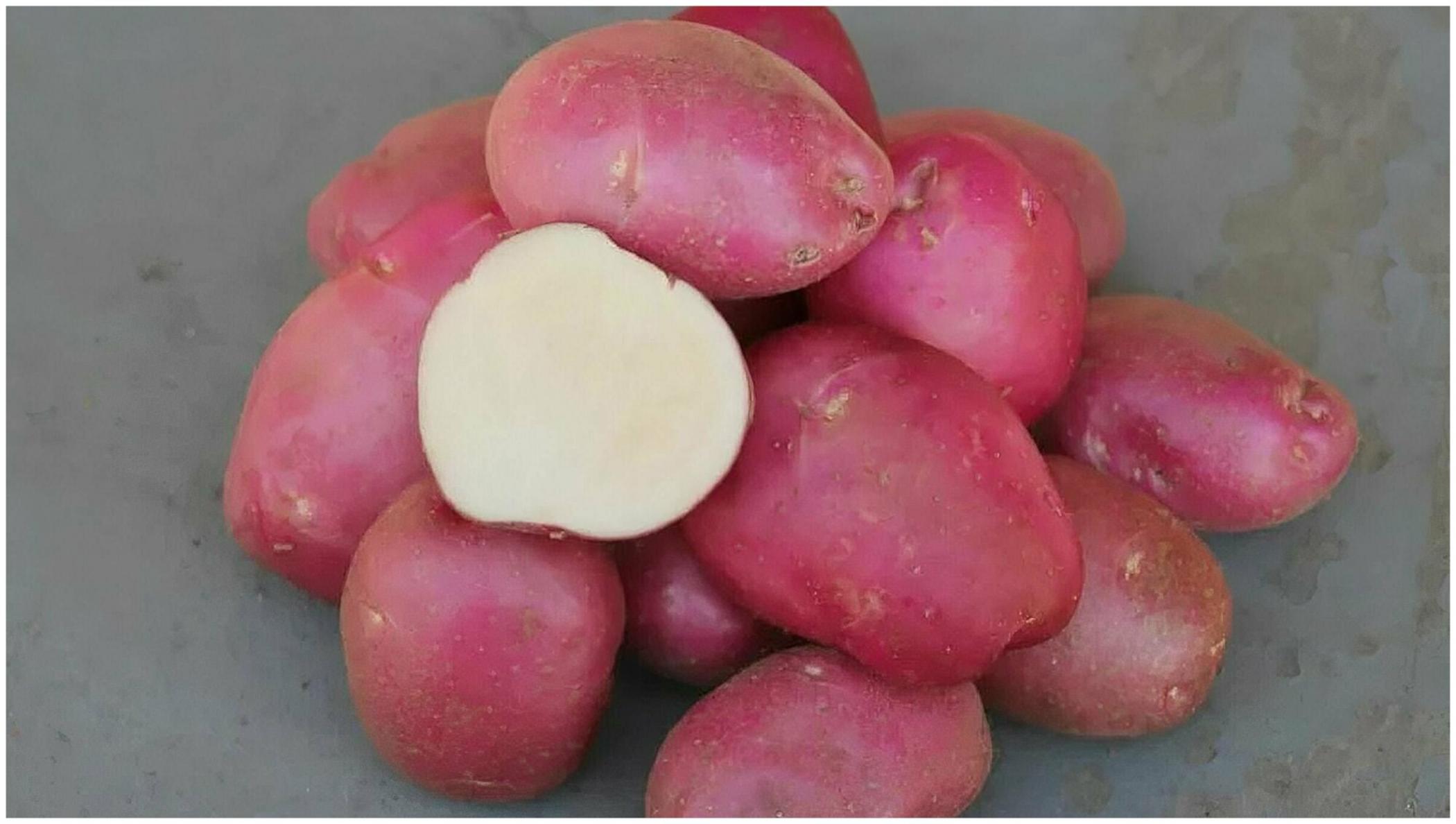 Картофель Роко