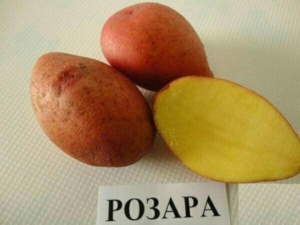 Картофель Розара