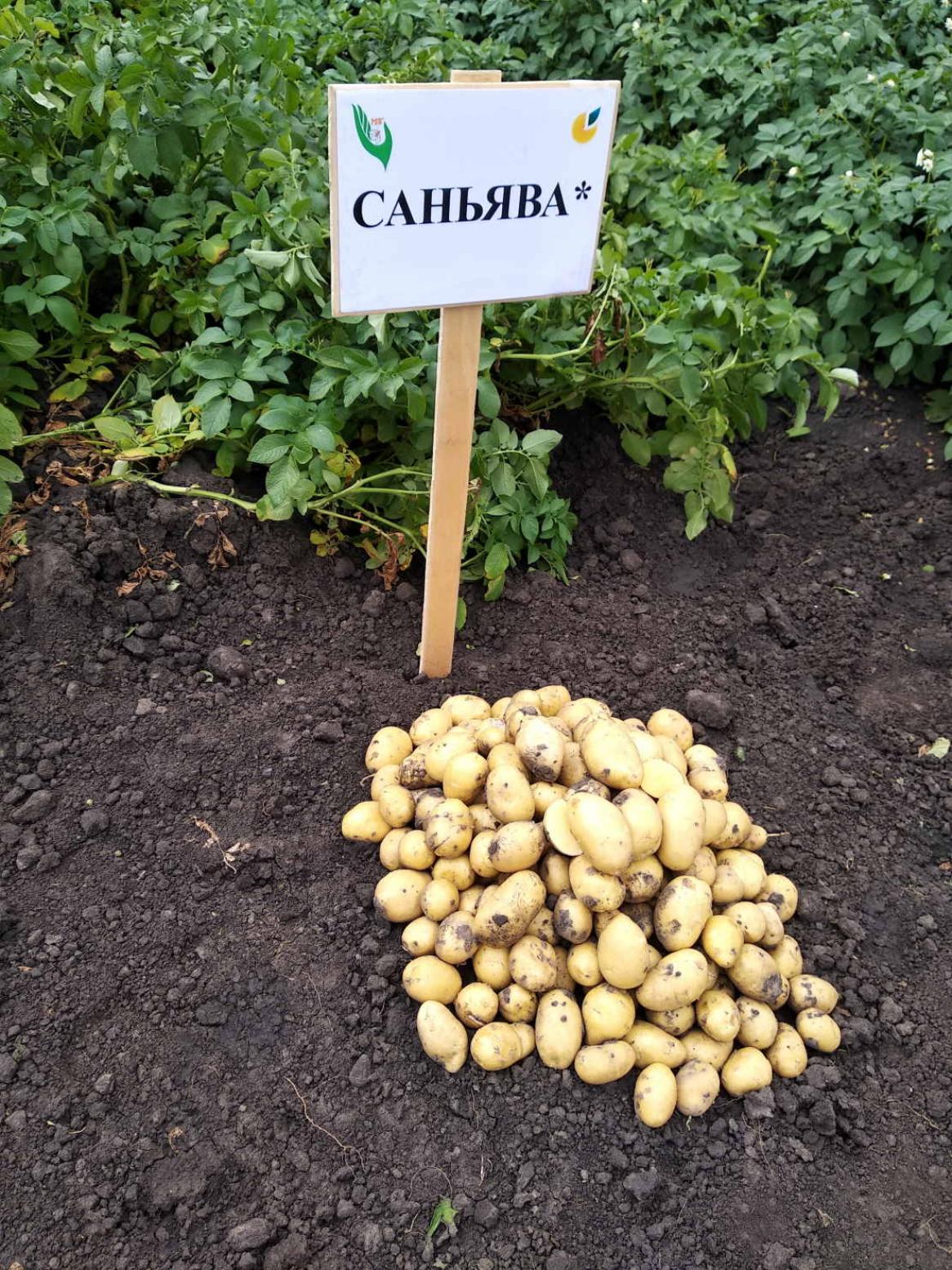 Картофель Саньява