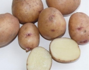 Картофель Саровский