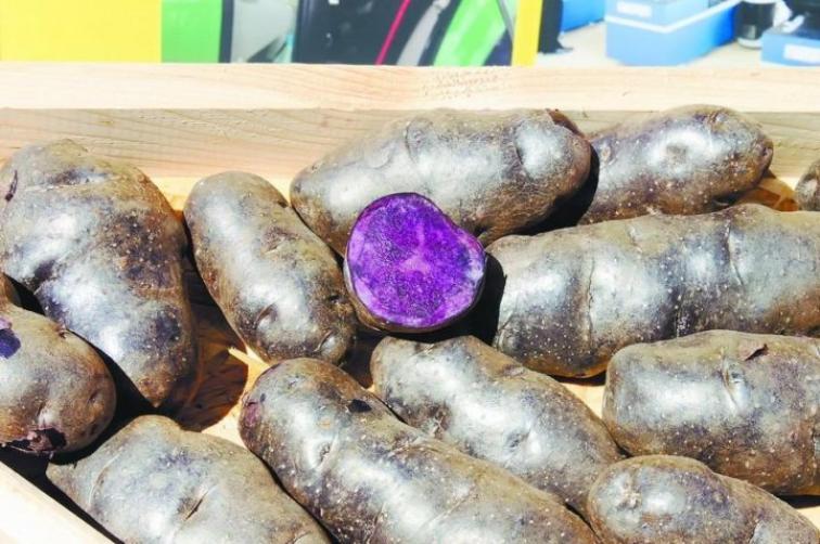 Картофель Северное сияние