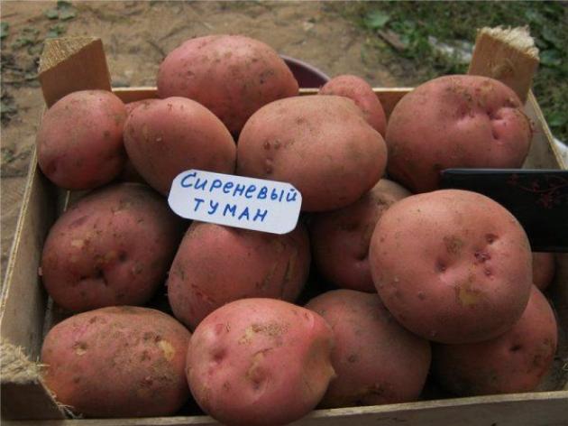 Картофель Сиреневый туман 4