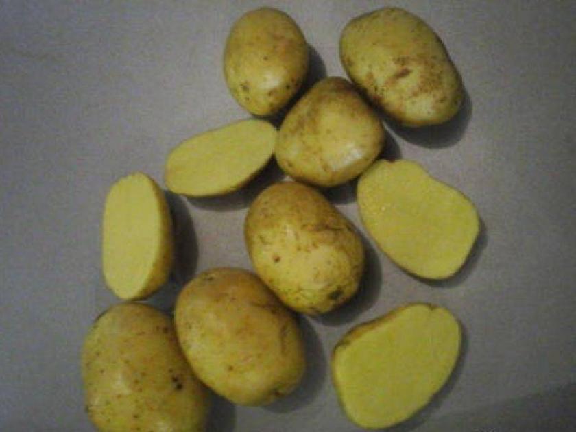 Картофель София 2