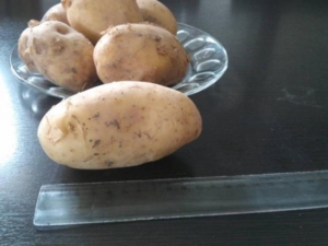 Картофель София