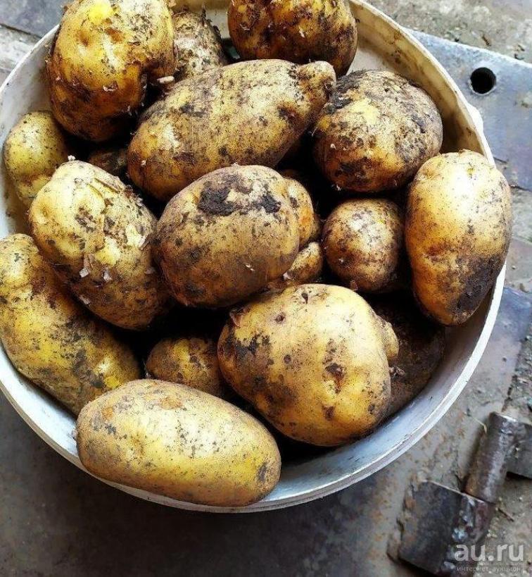 Картофель Сокур