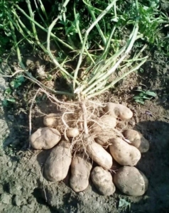 Картофель Сынок