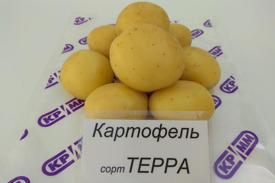 Картофель Терра 2