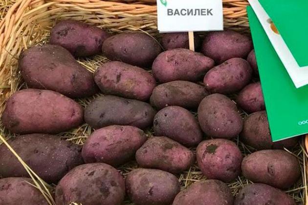 Картофель Василек 3