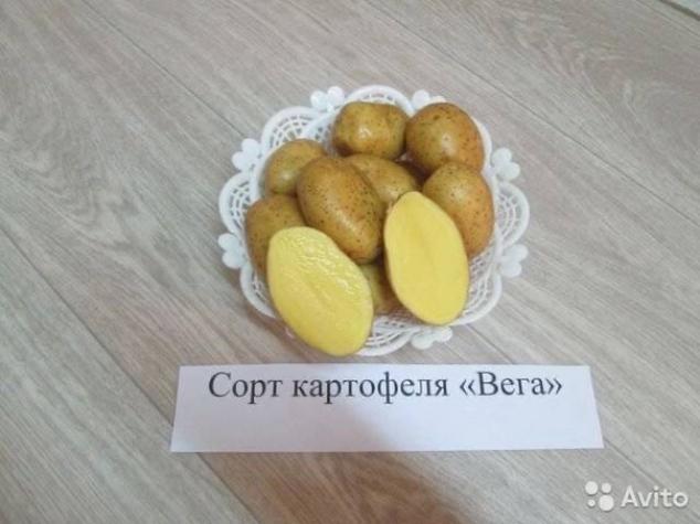 Картофель Вега