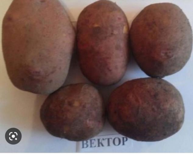 Картофель Вектар (белорусский)