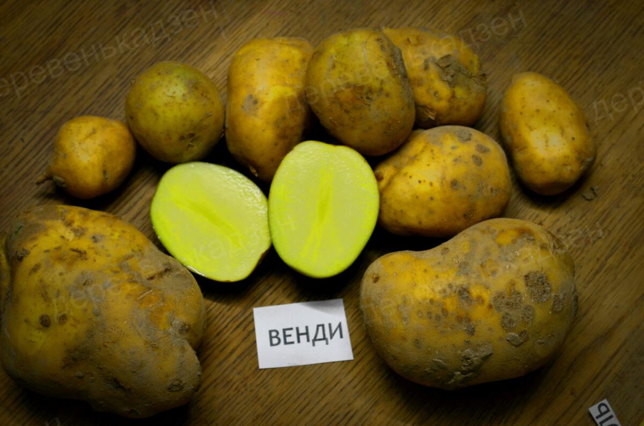 Картофель Венди 3