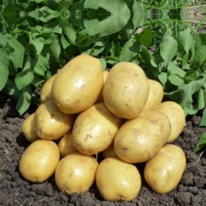 Картофель Венди