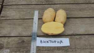 Картофель Виктория