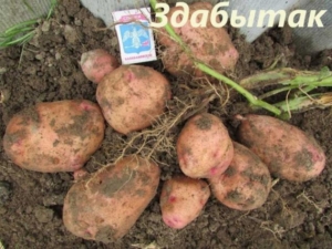 Картофель Здабытак