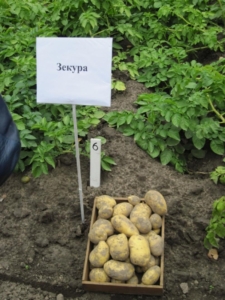 Картофель Зекура