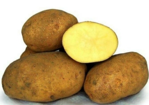 Картофель Живица