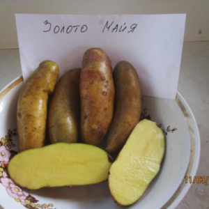 Картофель Золото Майя