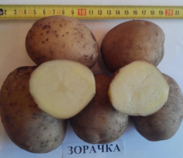 Картофель Зорачка 2