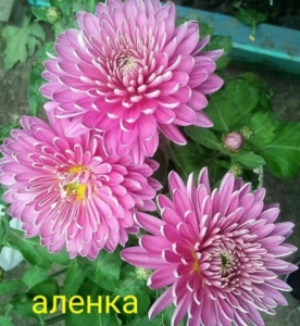 Хризантема Аленка