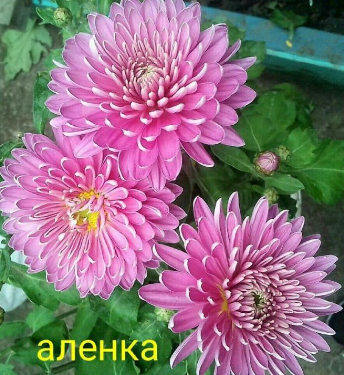 Хризантема Аленка