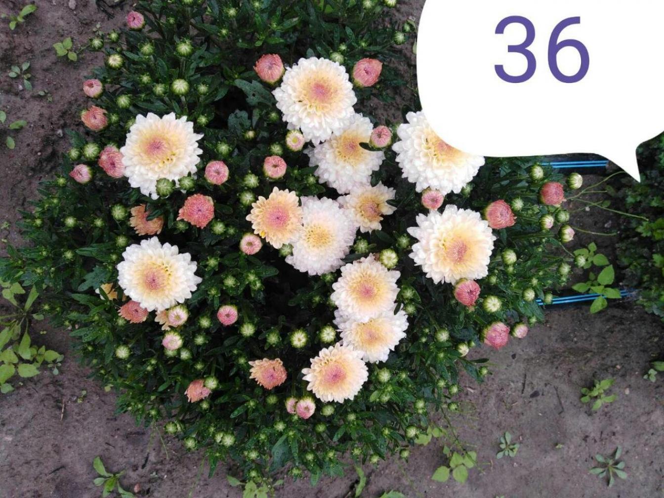 Хризантема Алиса 3