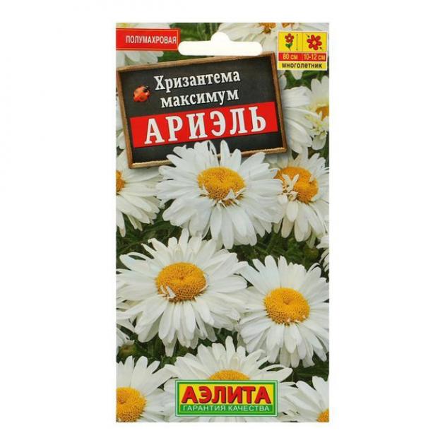 Хризантема Ариэль