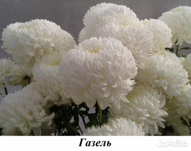 Хризантема Газель