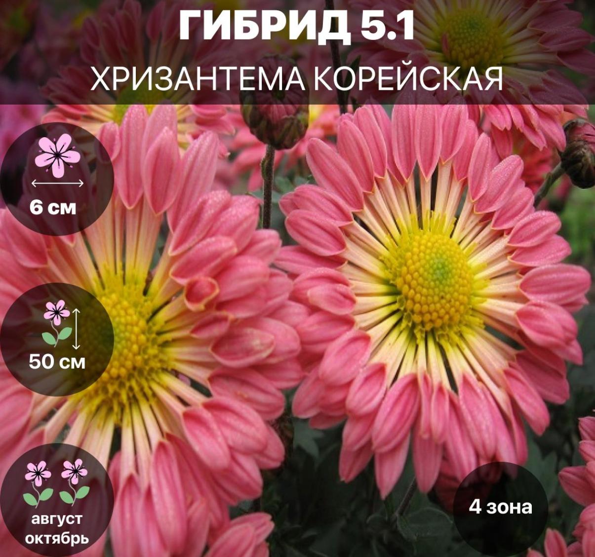 Хризантема Гибрид 5.1
