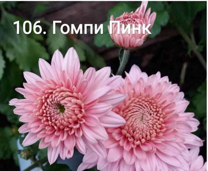 Хризантема Гомпи Пинк 2