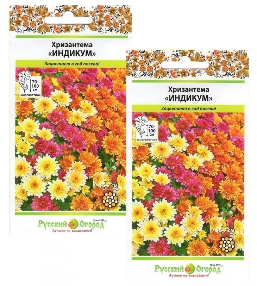 Хризантема Индикум 2