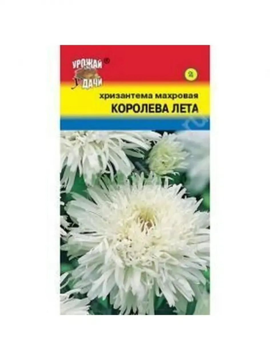 Хризантема Королева лета 3