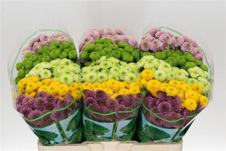 Хризантема Мадиба микс 2