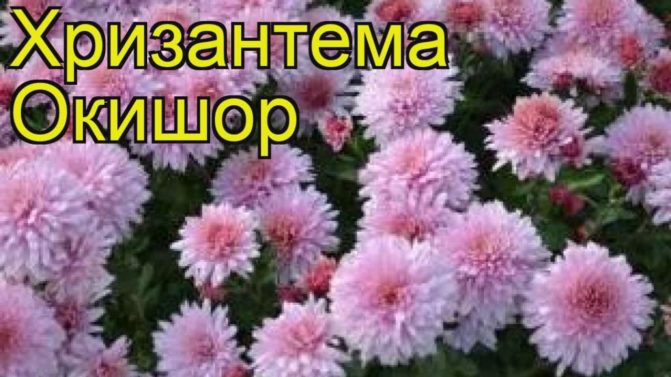 Хризантема Окишор 4