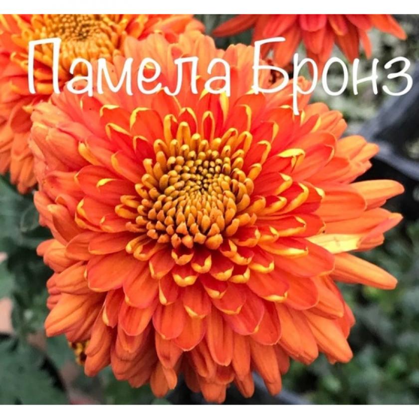 Хризантема Памела Бронз 3