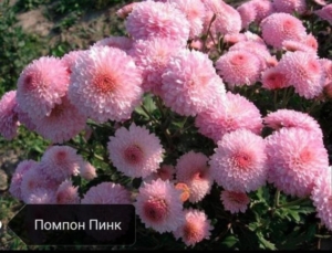 Хризантема Помпон Пинк