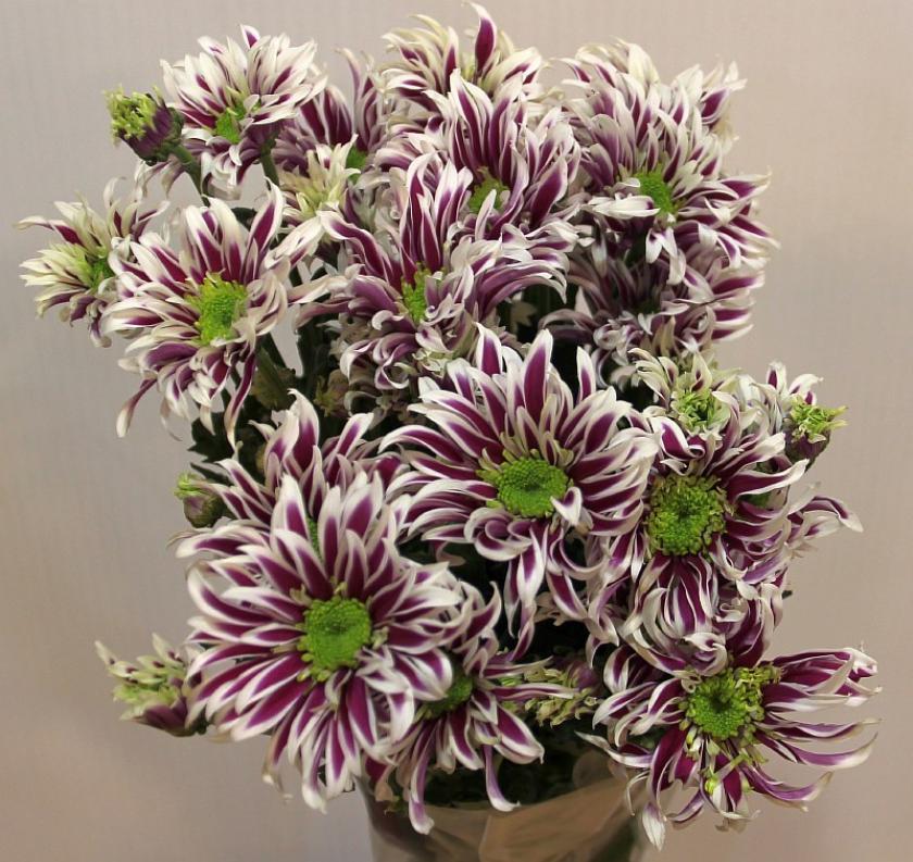 Хризантема Саба 3