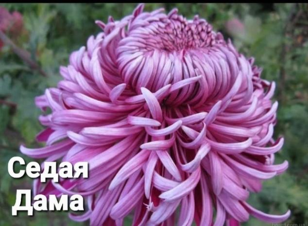 Хризантема Седая дама 5