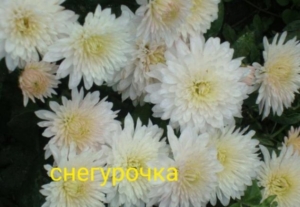 Хризантема Снегурочка