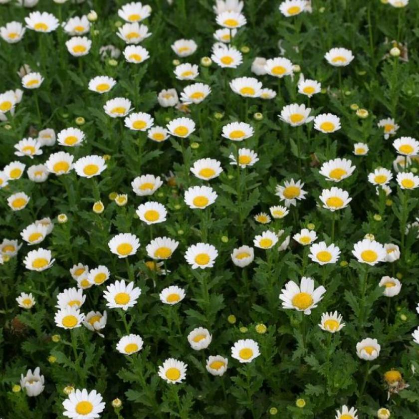 Хризантема Сноуленд 2