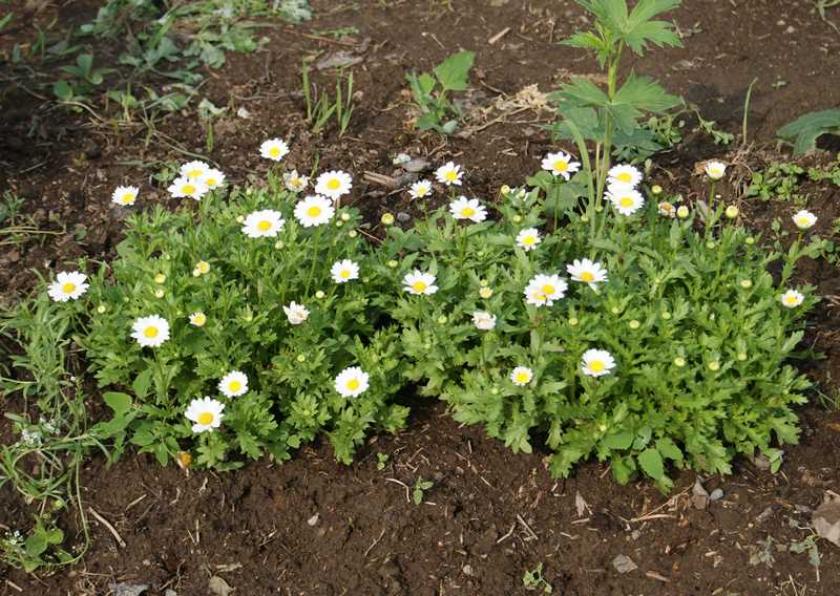 Хризантема Сноуленд 3